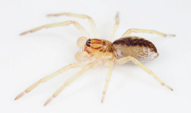 Descubren en Isla de los Estados un nuevo género de araña 