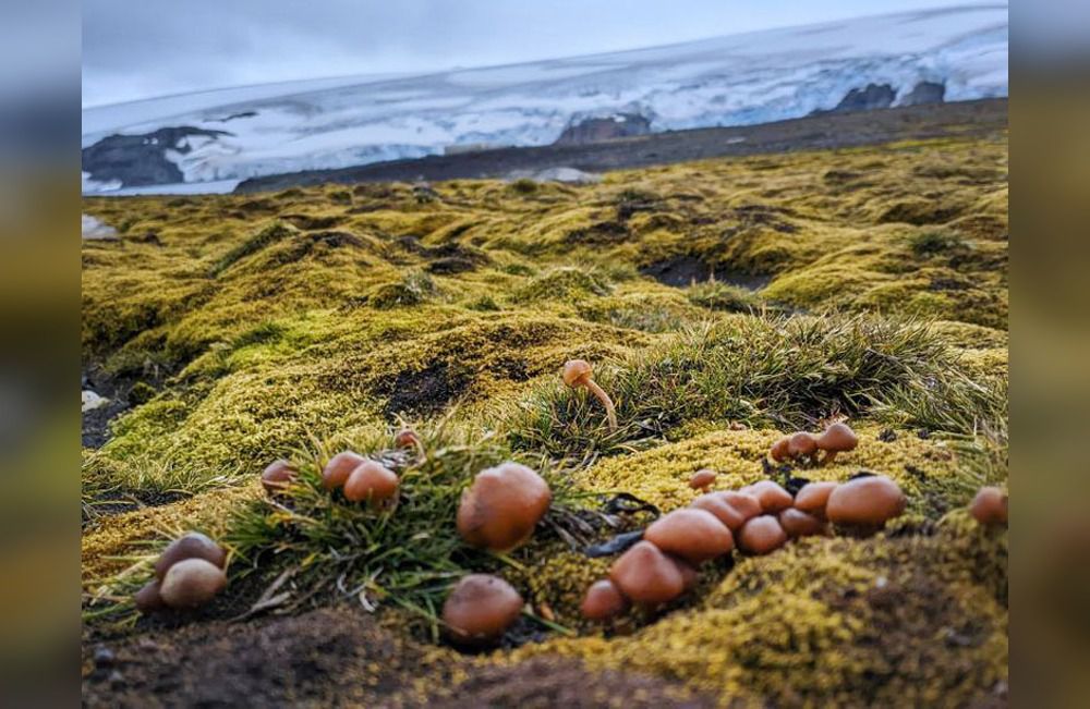 Hongos antárticos abren nuevas rutas biotecnológicas