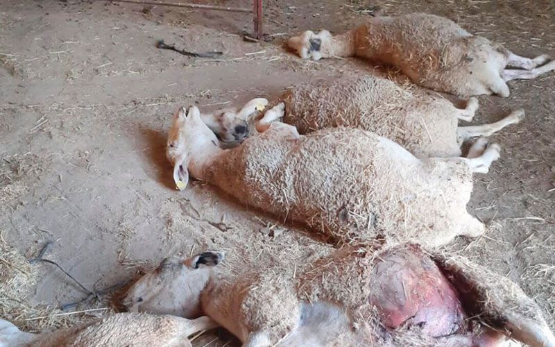 Perros asilvestrados: pérdidas millonarias y una política que no puede esperar