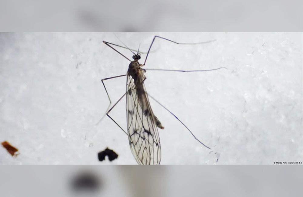 Una mosca invasora coloniza cuevas de la Antártida