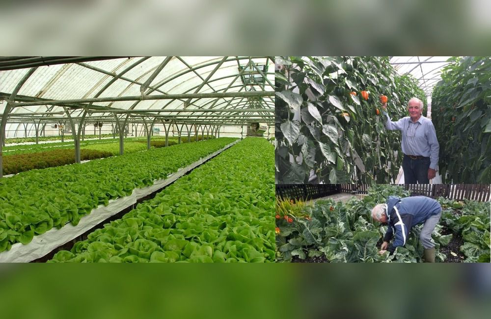 Los kelpers promueven el autoabastecimiento de alimentos 