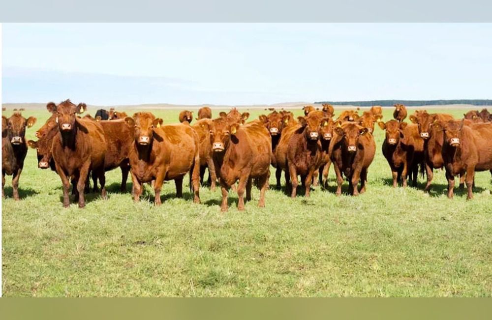 Nueve economías regionales registraron indicadores en rojo