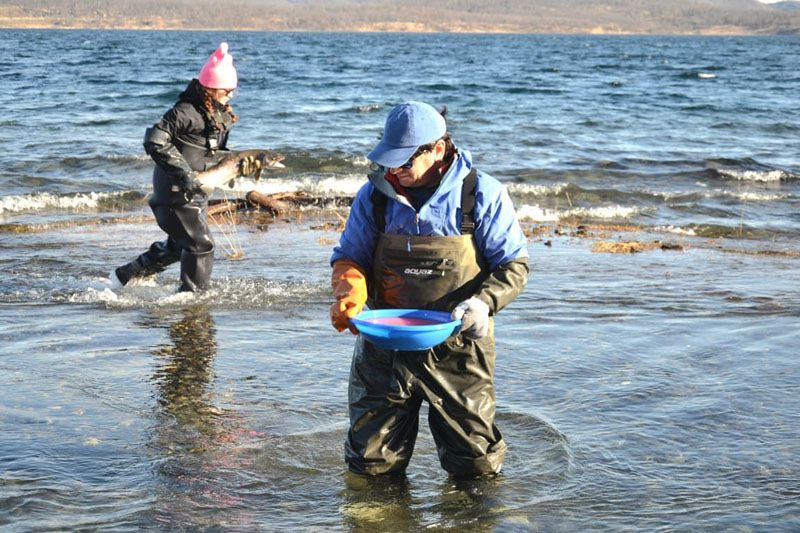 Siembran hasta 250 mil truchas para sostener la pesca deportiva