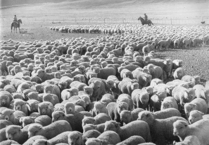 Inician el arreo de cinco mil ovejas por dos mil kilómetros