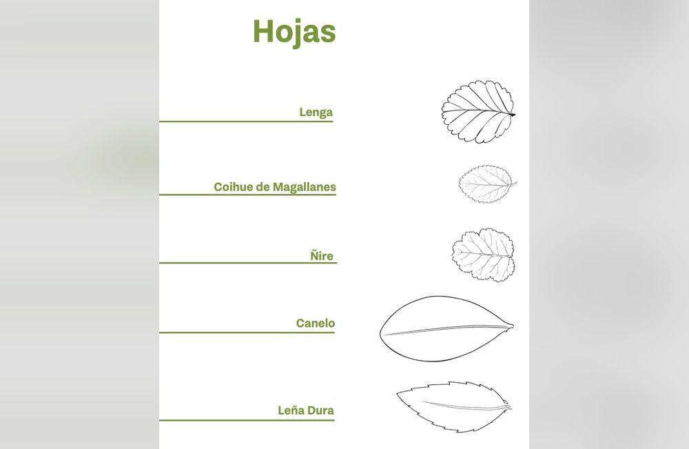 Guía para conocer la flora de Tierra del Fuego