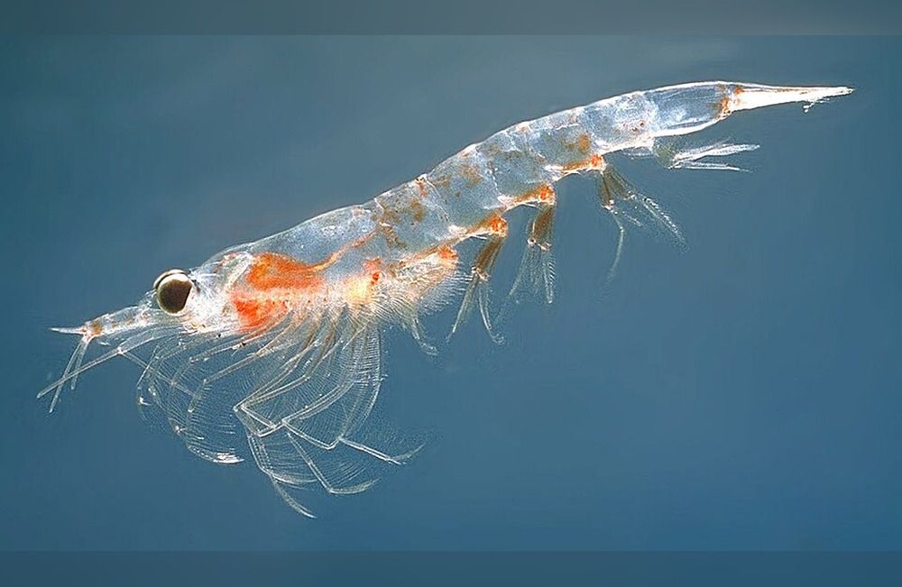 Pesca indiscriminada de krill amenaza a las ballenas