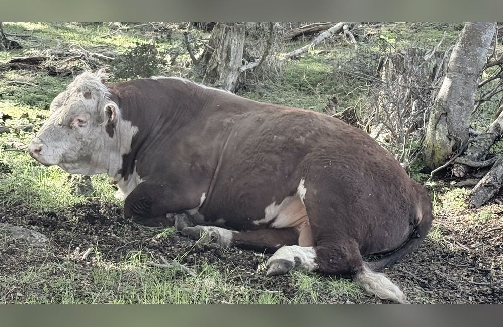 La vaca y el angurriento (y el puerto)