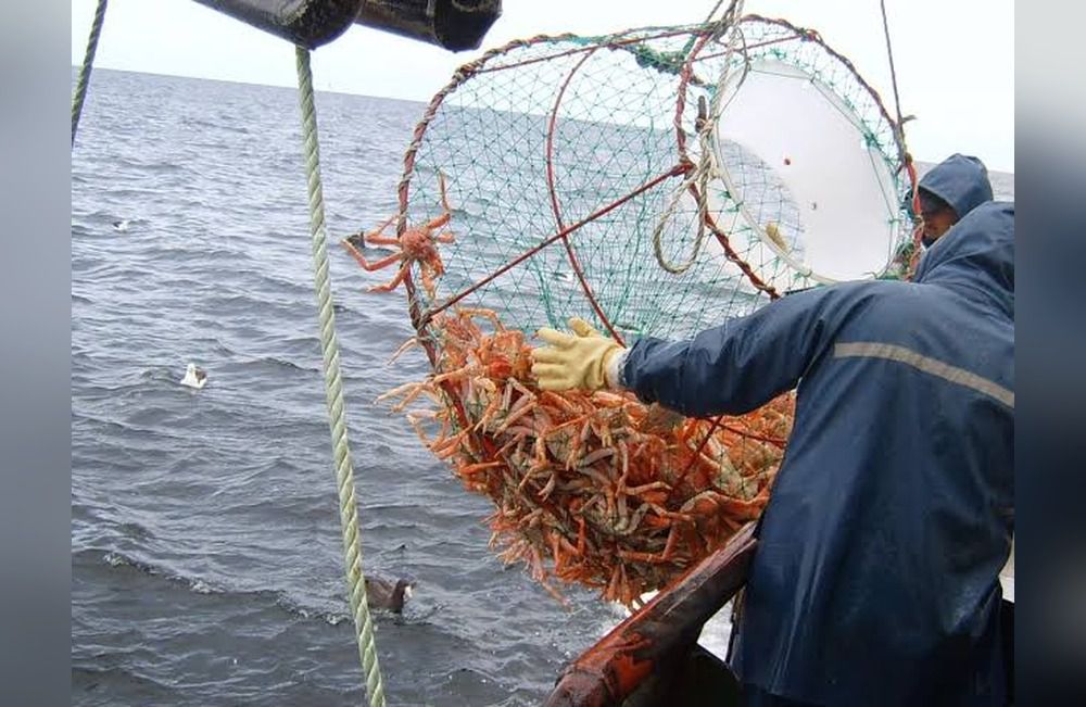 Lovrich advirtió que faltan datos sobre la centolla del Beagle